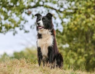 Un chien de race Border Collie assis dans une forêt