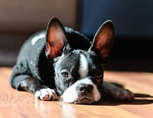 Un chien de race Boston Terrier couché sur du parquet