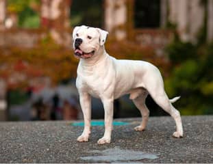 Un chien de race Bouledogue Américain debout sur une route