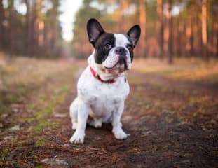 Un chien de race Bouledogue Français assis sur un chemin en forêt