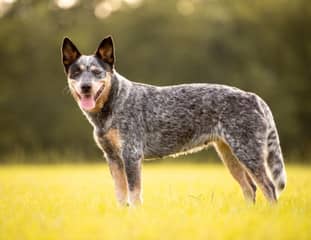Un chien de race Bouvier Australien dans un pré