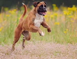 Un chien de race Boxer qui court dans un pré