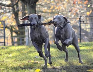 Deux chiens de race Braque de Weimar qui jouent avec un bâton