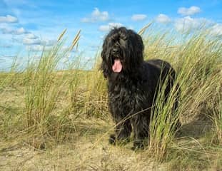 Un chien de race Briard debout dans des hautes herbes