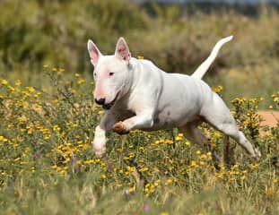 Un chien de race Bull Terrier qui court dans un pré