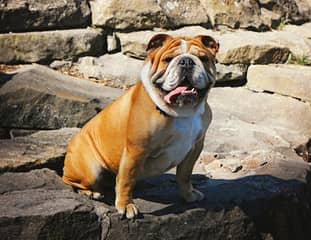 Un chien de race Bulldog Anglais assis sur un rocher