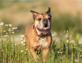 Un chien de race Bulldog Continental court dans l'herbe