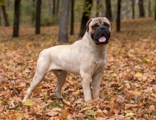 Un chien de race Bullmastiff dans une forêt en balade