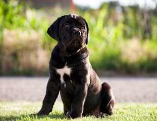 Un chiot de race Cane Corso assis dans un jardin