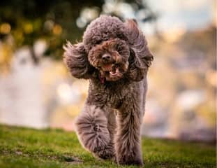 Un chien de race Caniche qui court dans un parc