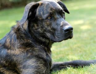 Un chien de race Cão Fila couché dans l'herbe