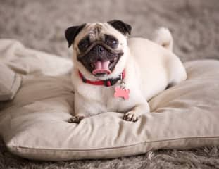 Un chien de race Carlin couché sur un coussin