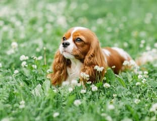 Un chien de race Cavalier King Charles couché dans un pré