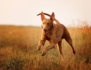 Un chien de race Chien du Pharaon court dans un pré au solei couchant