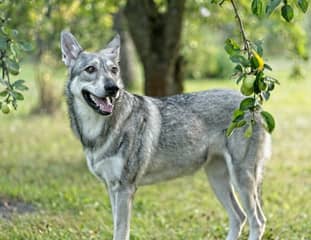 Un chien de race Chien Loup de Saarloos debout sous un arbre