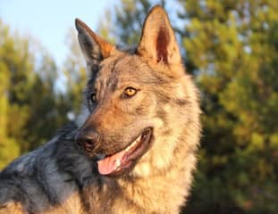 Un chien de race Chien Loup Tchecoslovaque assis au soleil couchant