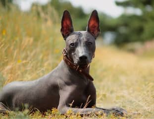 Un chien de race Chien Nu du Mexique couché sur un chemin