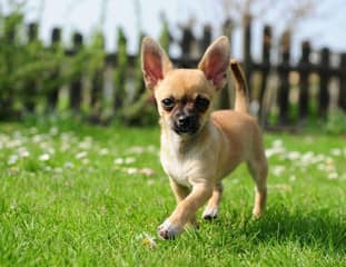 Un chien de race Chihuahua qui marche dans un jardin