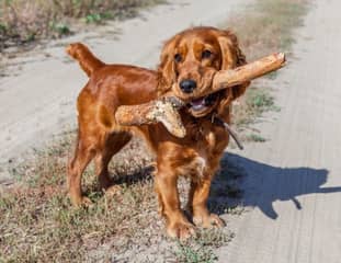 Un chien de race Cocker Anglais qui tient un bâton dans sa bouche
