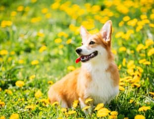 Un chien de race Corgi assis dans un champ de fleurs