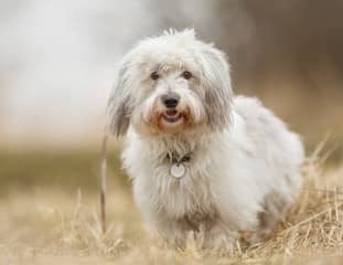 Un chien de race Coton de Tuléar dans un champ