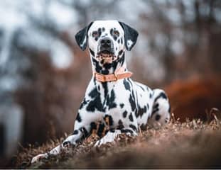 Un chien de race Dalmatien couché en forêt