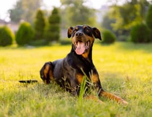 Un chien de race Dobermann couché dans l'herbe dans un pré