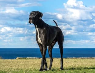 Un chien de race Dogue Allemand qui marché dans un pré