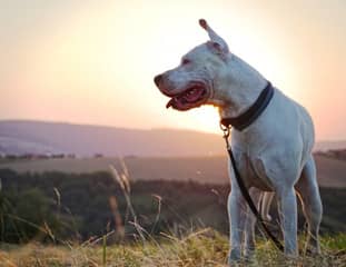 Un chien de race Dogue Argentin debout dans un pré au soleil couchant
