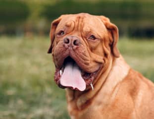 Un chien de race Dogue de Bordeaux assis dans un pré