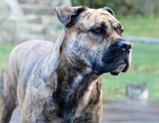 Un chien de race Dogue de Majorque debout dans un jardin