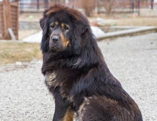Un chien de race Dogue du Tibet assis dans sur un chemin en gravier