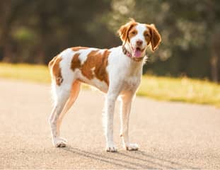 Un chien de race Epagneul Breton debout sur une route
