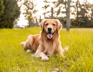 Un chien de race Golden Retriever couché dans un pré
