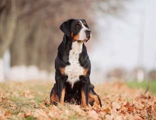 Un chien de race Grand Bouvier Suisse assis dans des feuilles mortes