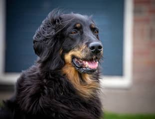 Un chien de race Hovawart assis devant une maison