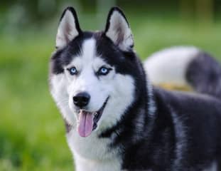 Un chien de race Husky aux yeux bleus dans un parc