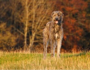 Un chien de race Irish Wolfhound debout dans un pré au soleil couchant