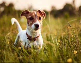 Un chien de race Jack Russel dans l'herbe