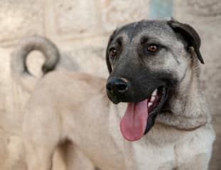 Un chien de race Kangal debout devant une maison en pierres