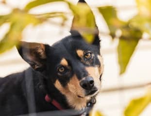 Un chien de race Kelpie debout entouré de feuillages