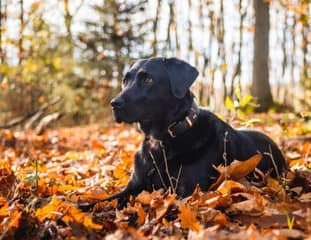 Un chien de race Labrador noir couché dans ses feuilles mortes en forêt