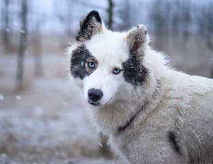 Un chien de race Laika de Iakoutie dans une forêt enneigée