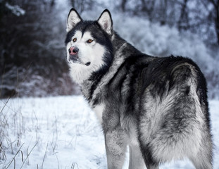 Un chien de race Malamute d'Alaska dans une forêt enneigée