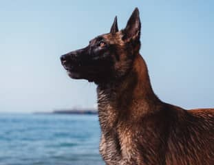 Un chien de race Malinois debout au bord de la mer