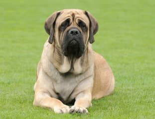 Un chien de race Mastiff couché dans l'herbe