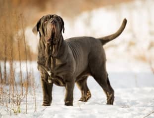 Un chien de race Matin de Naples dans la neige