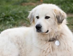 Un chien de race Montagne des Pyrénées couché dans l'herbe