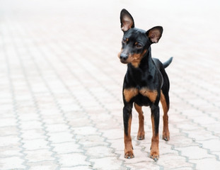 Un chien de race Pinscher Nain debout sur une place en ville