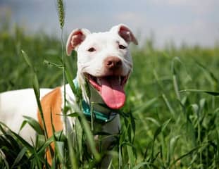 Un chien de race Pitbull dans un champ